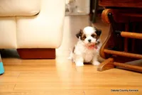 Tiffy, a female Shorkie for sale in Jefferson, SD – Photo 10 of 10