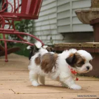 Tiffy, a female Shorkie for sale in Jefferson, SD – Photo 3 of 10