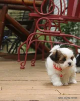 Tiffy, a female Shorkie for sale in Jefferson, SD – Photo 2 of 10