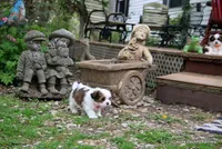 Tiffy, a female Shorkie for sale in Jefferson, SD – Photo 7 of 10