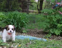 Tiffy, a female Shorkie for sale in Jefferson, SD – Photo 4 of 10