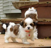Tiffy, a female Shorkie for sale in Jefferson, SD – Photo 1 of 10