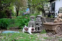 Tiffy, a female Shorkie for sale in Jefferson, SD – Photo 5 of 10