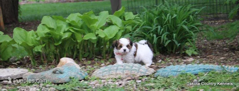 Tiffy – Shorkie puppy for sale in Jefferson, SD