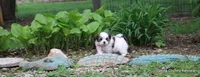 Tiffy, a female Shorkie for sale in Jefferson, SD – Photo 8 of 10