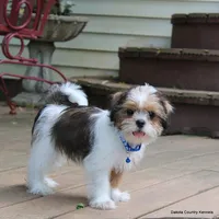 Bernie, a male Shorkie for sale in Jefferson, SD – 6 of 10