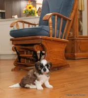 Benni, a male Mal Shi for sale in Jefferson, SD – 10 of 10