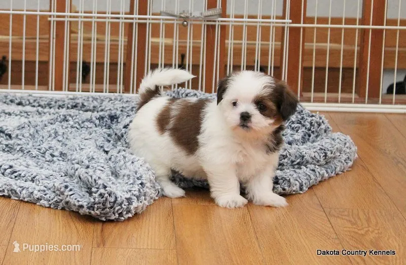 Bella – Mal Shi puppy for sale in Jefferson, SD