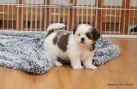 Bella, a female Mal Shi for sale in Jefferson, SD – 1 of 10