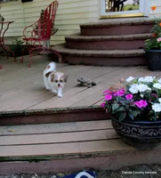 Tiffy, a female Shorkie for sale in Jefferson, SD – 5 of 10
