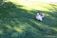 Tiffy, a female Shorkie for sale in Jefferson, SD – 6 of 10