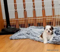 Bella, a female Mal Shi for sale in Jefferson, SD – 6 of 10