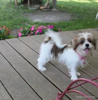 Tiffy, a female Shorkie for sale in Jefferson, SD – 7 of 10