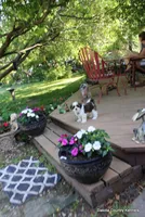 Tipper, a male Shorkie for sale in Jefferson, SD – 7 of 10