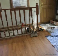 Goose, a male Shorkie for sale in Jefferson, SD – 8 of 10