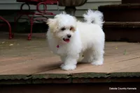 Starry, a female Shorkie for sale in Jefferson, SD – 5 of 10