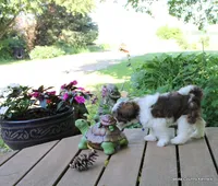 Tipper, a male Shorkie for sale in Jefferson, SD – 4 of 10