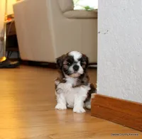 Benni, a male Mal Shi for sale in Jefferson, SD – 9 of 10