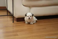 Benni, a male Mal Shi for sale in Jefferson, SD – Photo 10 of 10