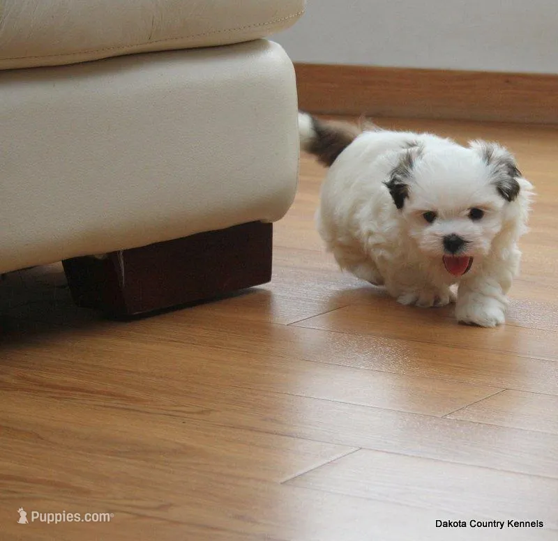 Benni – Mal Shi puppy for sale in Jefferson, SD