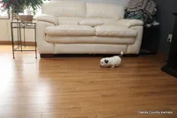 Benni, a male Mal Shi for sale in Jefferson, SD – Photo 6 of 10