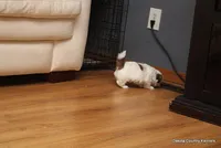 Benni, a male Mal Shi for sale in Jefferson, SD – Photo 8 of 10