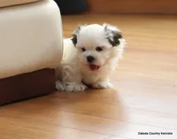Benni, a male Mal Shi for sale in Jefferson, SD – Photo 2 of 10