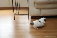 Benni, a male Mal Shi for sale in Jefferson, SD – Photo 7 of 10