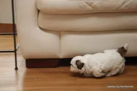 Benni, a male Mal Shi for sale in Jefferson, SD – Photo 4 of 10