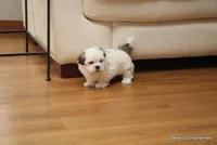 Benni, a male Mal Shi for sale in Jefferson, SD – Photo 9 of 10