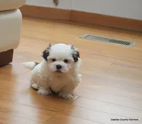 Benni, a male Mal Shi for sale in Jefferson, SD – Photo 5 of 10