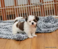 Bella, a female Mal Shi for sale in Jefferson, SD – 3 of 10