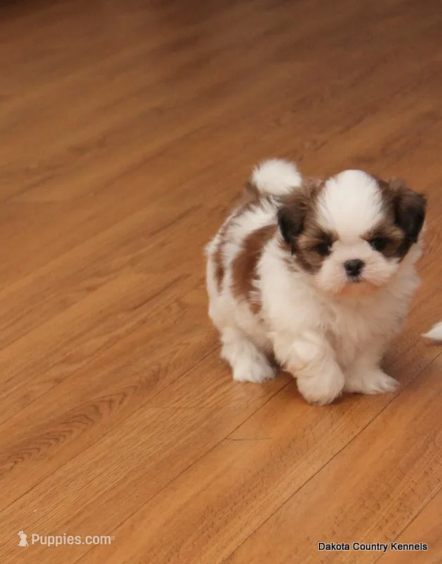 Shanny – Mal Shi puppy for sale in Jefferson, SD