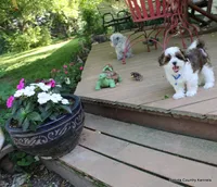 Tipper, a male Shorkie for sale in Jefferson, SD – 10 of 10