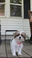 Tiffy, a female Shorkie for sale in Jefferson, SD – 9 of 10