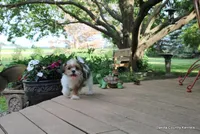 Bernie, a male Shorkie for sale in Jefferson, SD – 8 of 10
