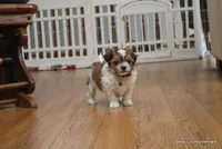 Snickers, a male Shorkie for sale in Jefferson, SD – Photo 5 of 10