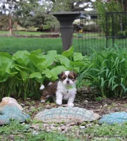 Gavvy, a male Shorkie for sale in Jefferson, SD – Photo 8 of 10