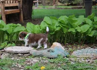 Gavvy, a male Shorkie for sale in Jefferson, SD – Photo 9 of 10