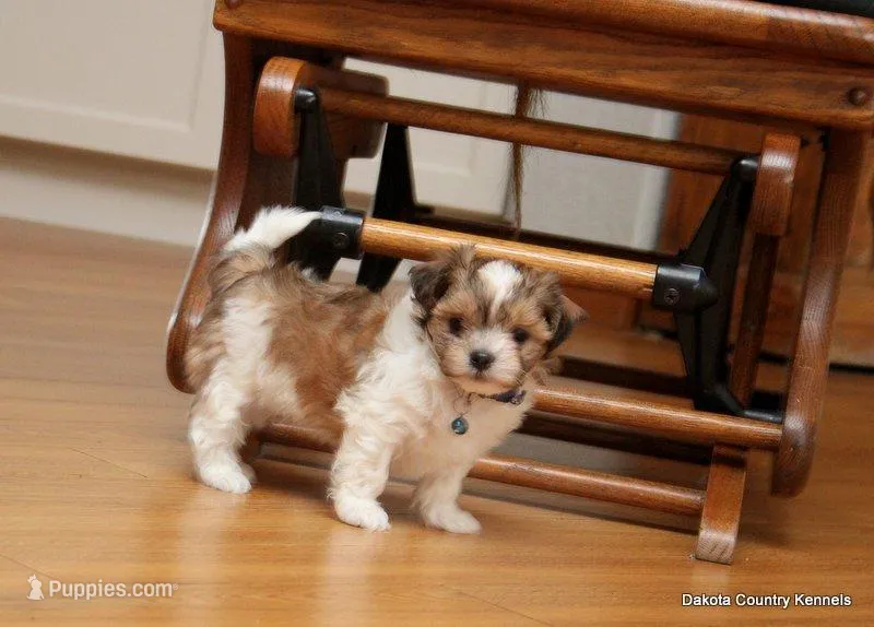 Snickers – Shorkie puppy for sale in Jefferson, SD