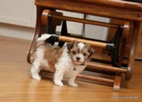 Snickers, a male Shorkie for sale in Jefferson, SD – Photo 1 of 10
