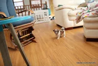 Snickers, a male Shorkie for sale in Jefferson, SD – Photo 9 of 10