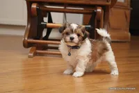 Snickers, a male Shorkie for sale in Jefferson, SD – Photo 2 of 10