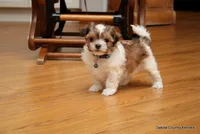 Snickers, a male Shorkie for sale in Jefferson, SD – Photo 6 of 10