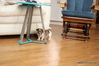 Snickers, a male Shorkie for sale in Jefferson, SD – Photo 4 of 10