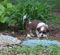 Gavvy, a male Shorkie for sale in Jefferson, SD – Photo 4 of 10