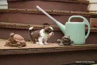 Gavvy, a male Shorkie for sale in Jefferson, SD – Photo 7 of 10