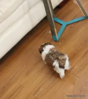 Snickers, a male Shorkie for sale in Jefferson, SD – Photo 7 of 10