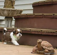 Gavvy, a male Shorkie for sale in Jefferson, SD – Photo 6 of 10
