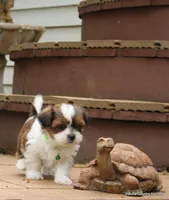 Gavvy, a male Shorkie for sale in Jefferson, SD – Photo 2 of 10